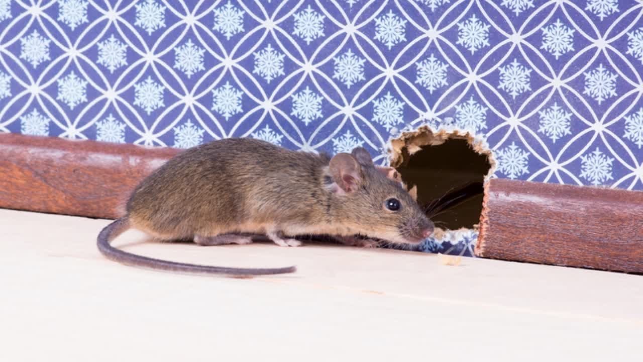 Мышь идет в норку