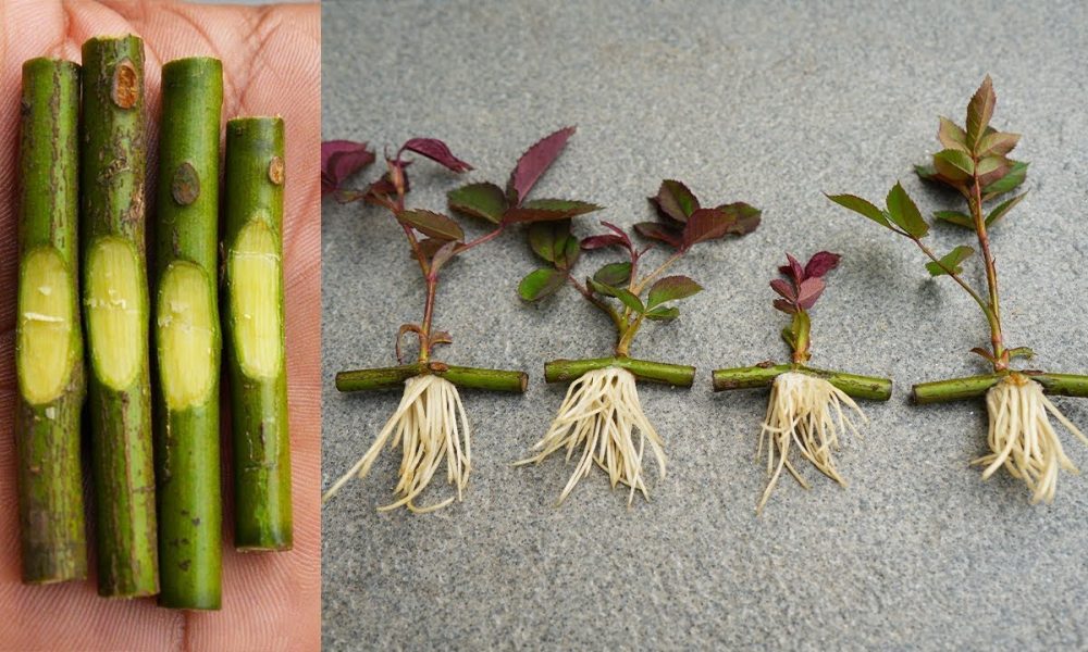 Черенки растений