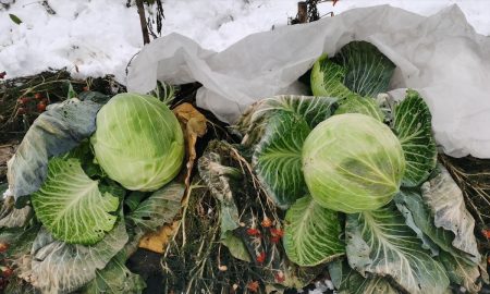 Урожай капусты