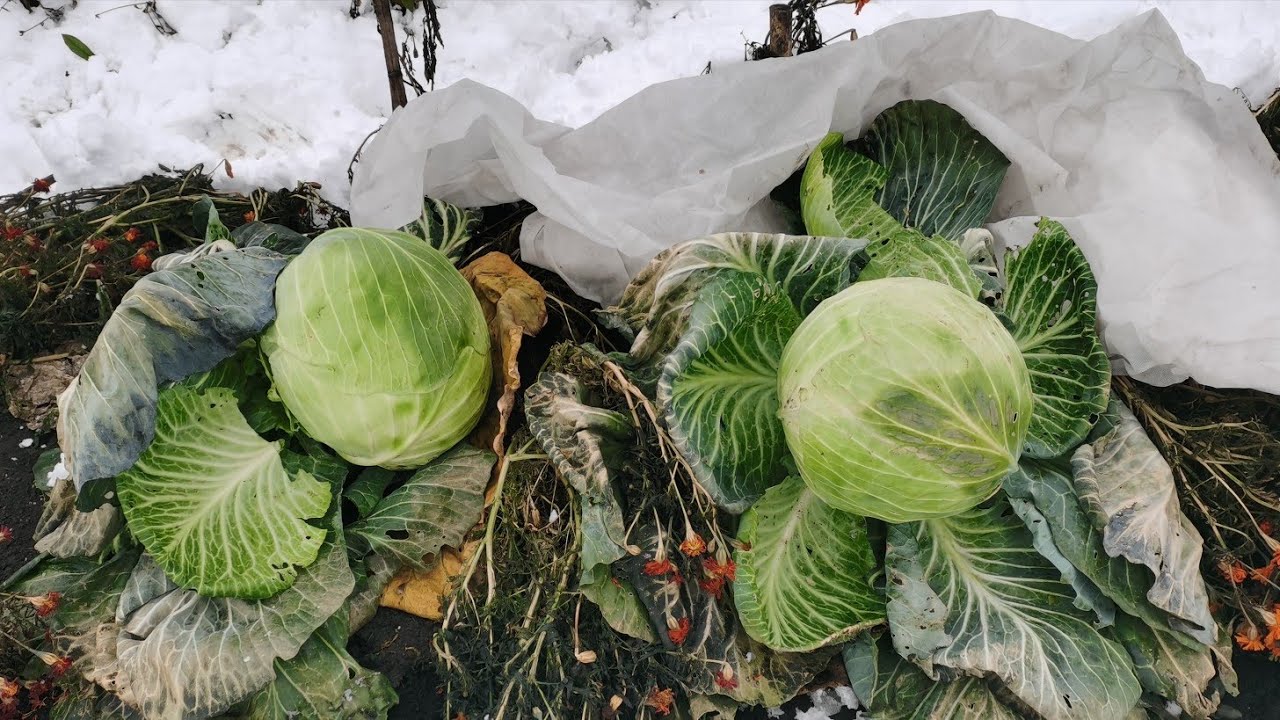 Урожай капусты