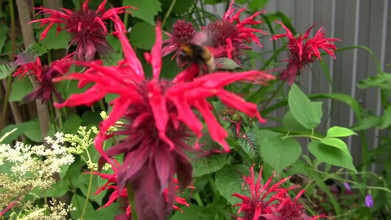 Цветы монарды