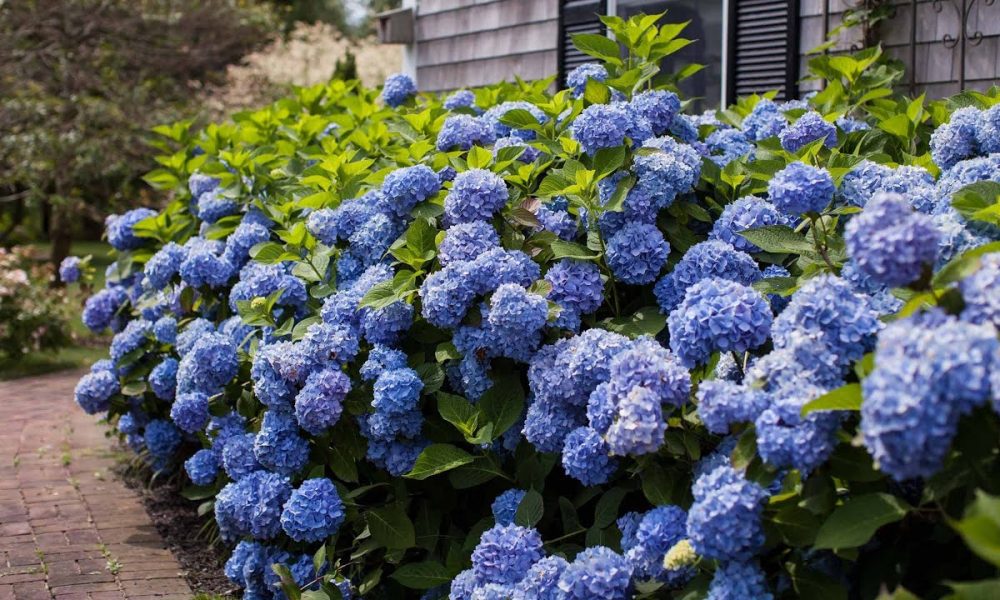 Голубая гортензия