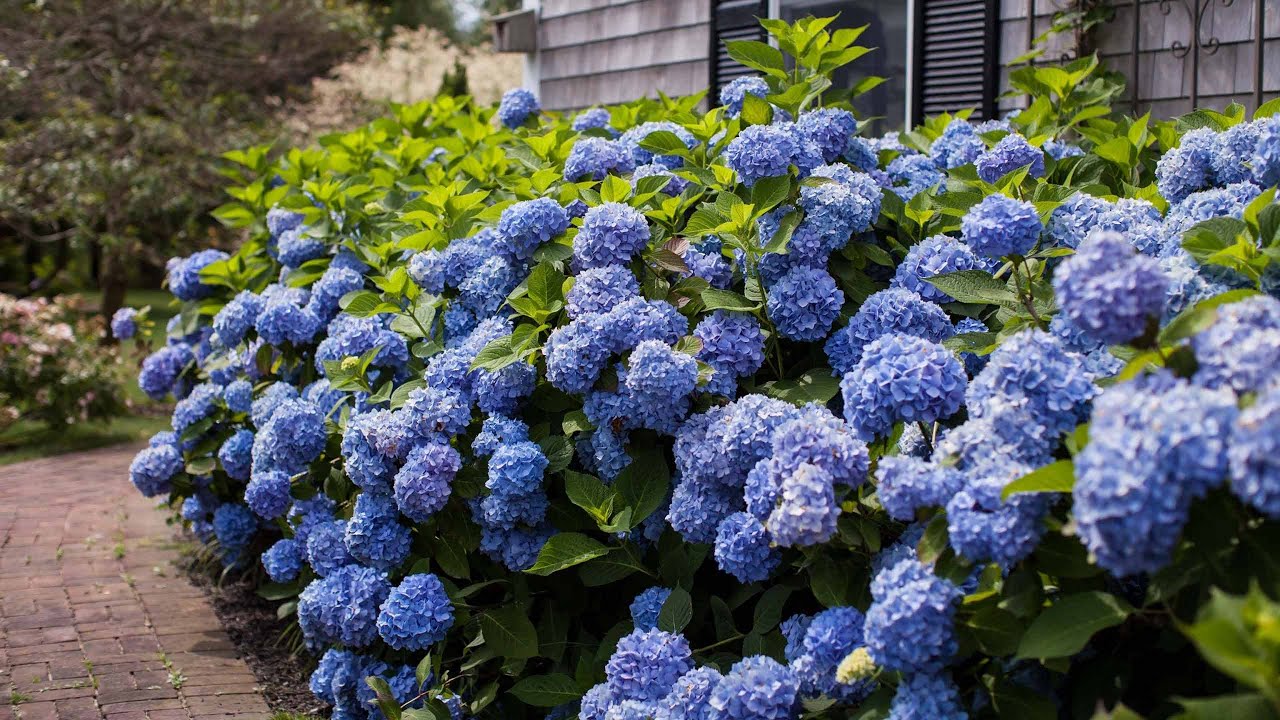 Голубая гортензия