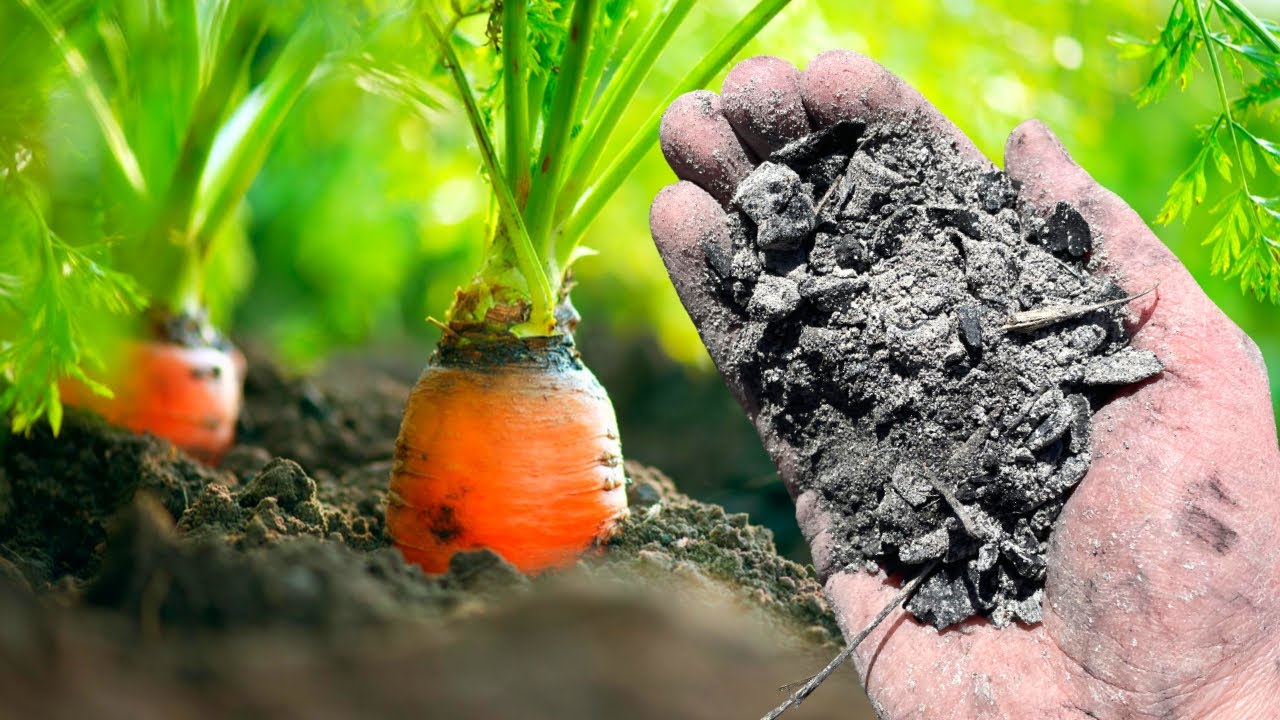Компост в моркови