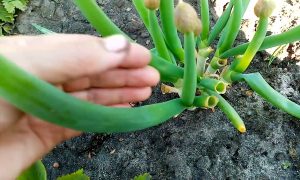 Стрелки лука