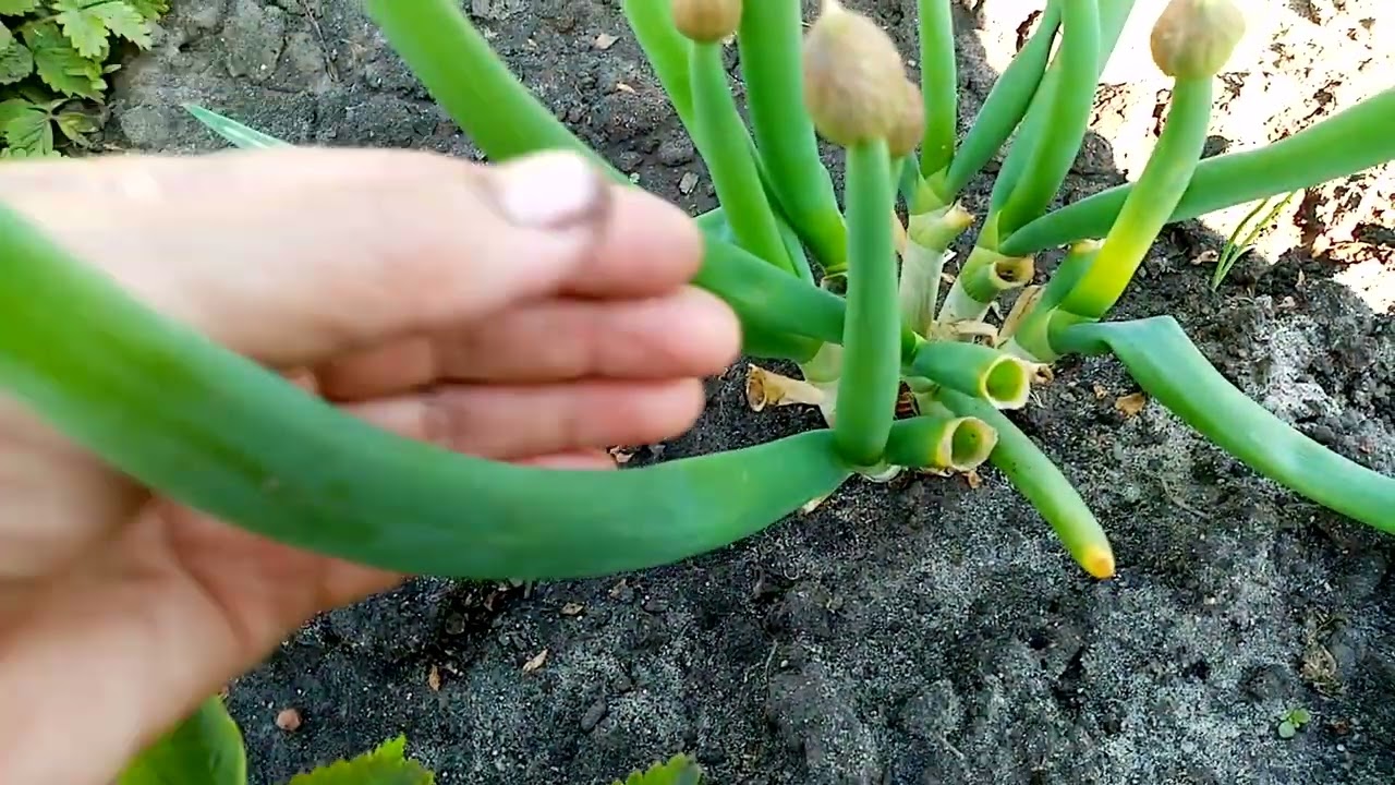 Стрелки лука