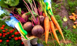 Урожай свеклы и моркови