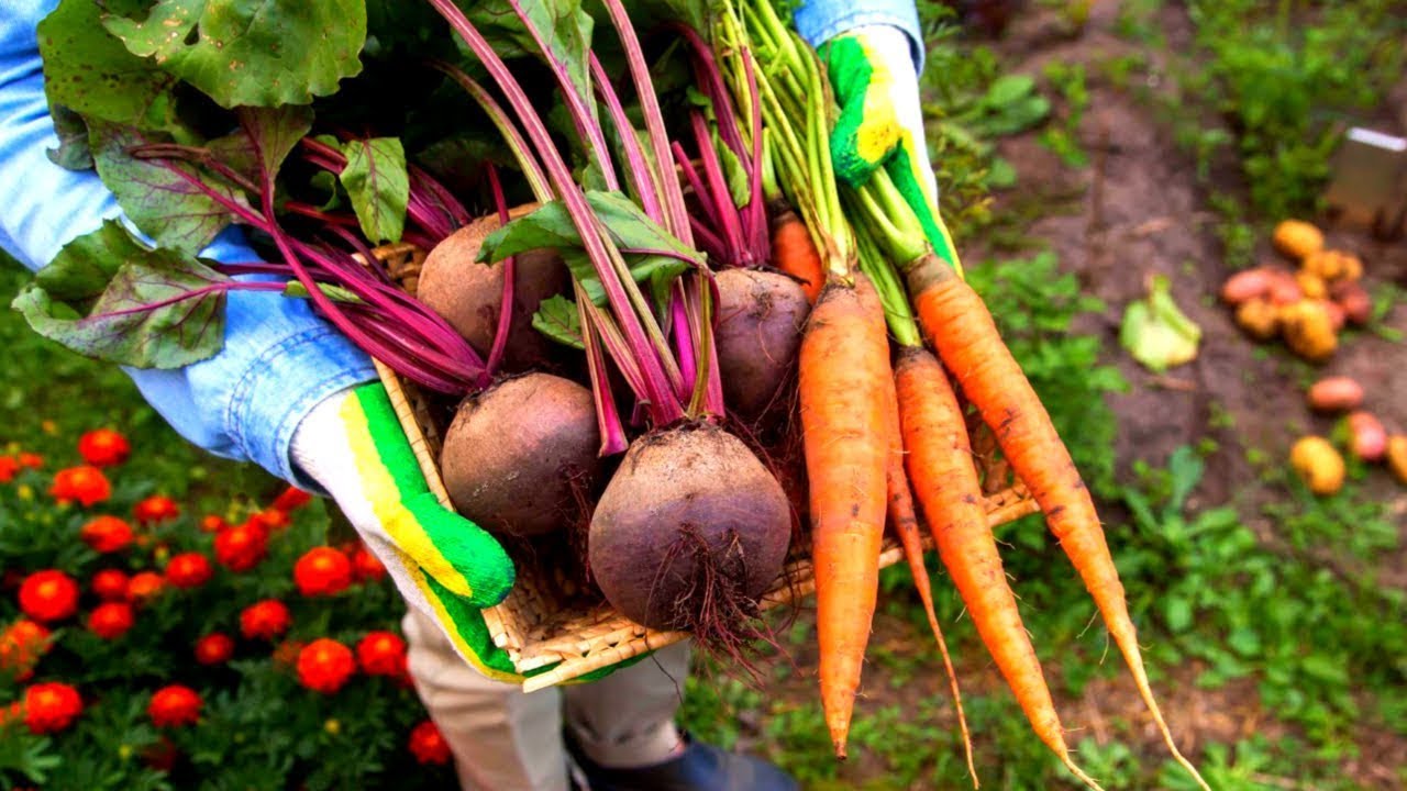 Урожай свеклы и моркови
