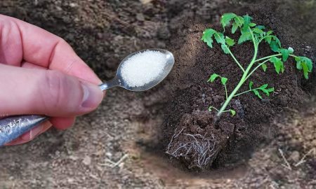 Лунка рассады