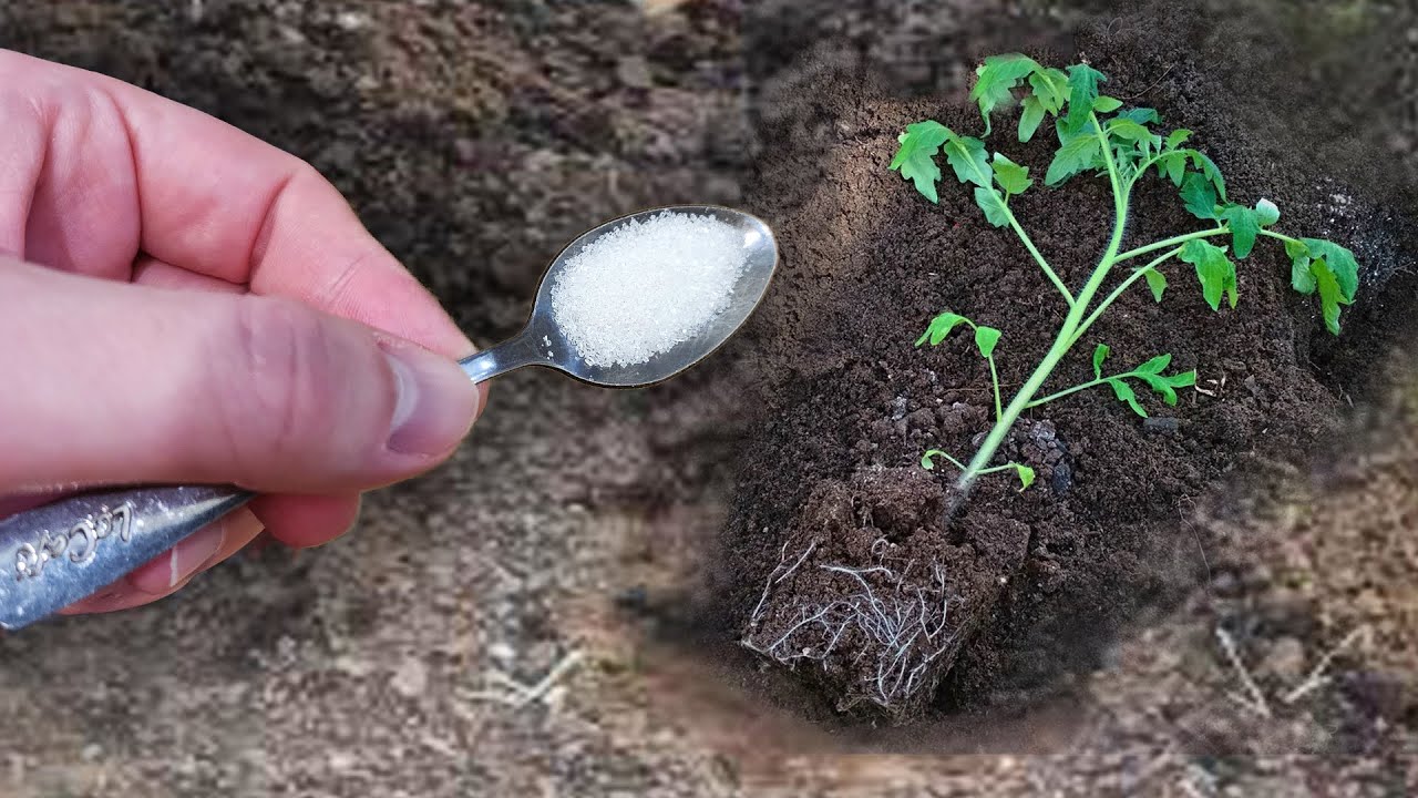 Лунка рассады