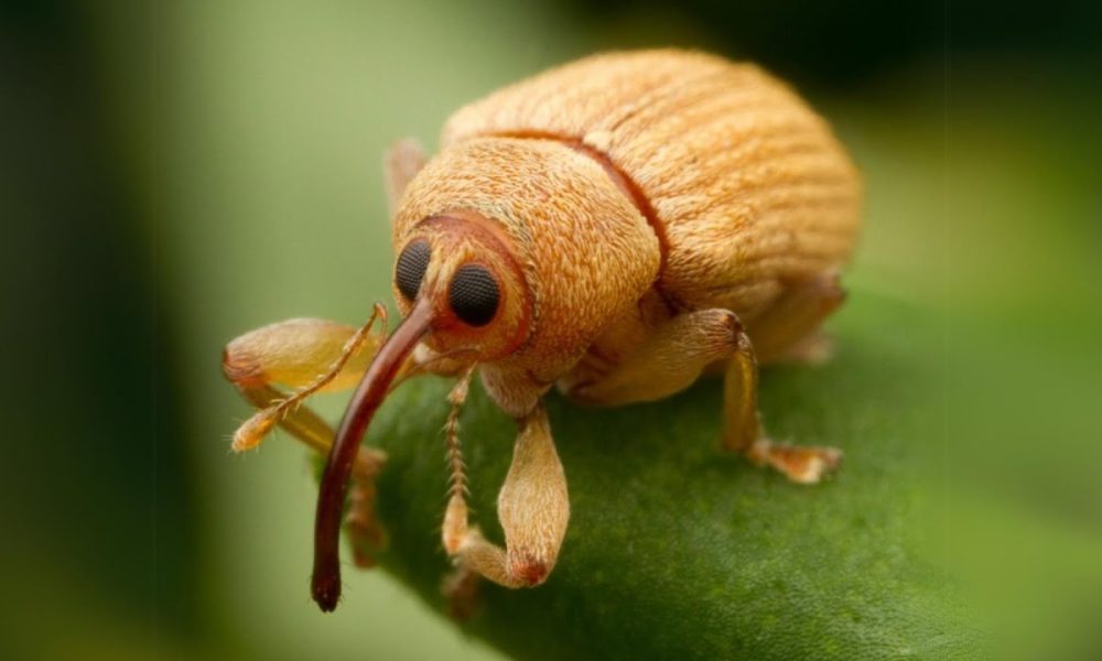 Долгоносик на листе