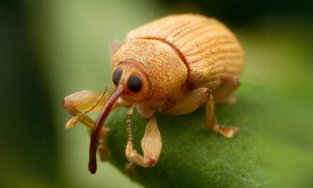 Долгоносик на листе