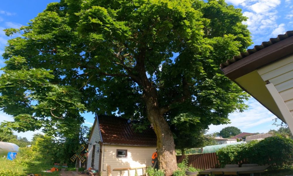 Дерево рядом с домом