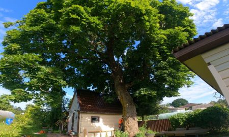 Дерево рядом с домом