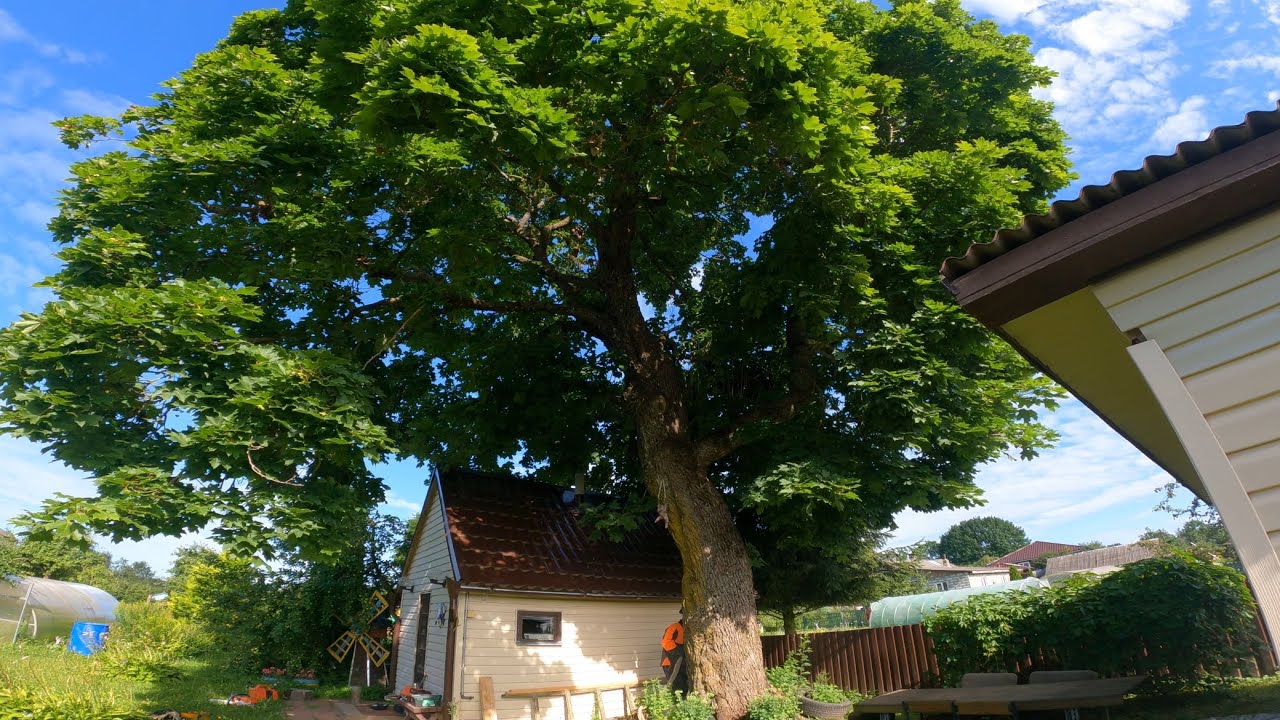 Дерево рядом с домом