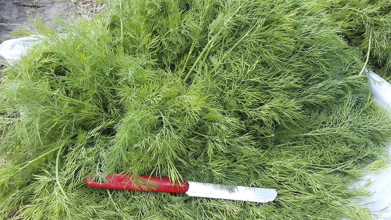 Урожай укропа