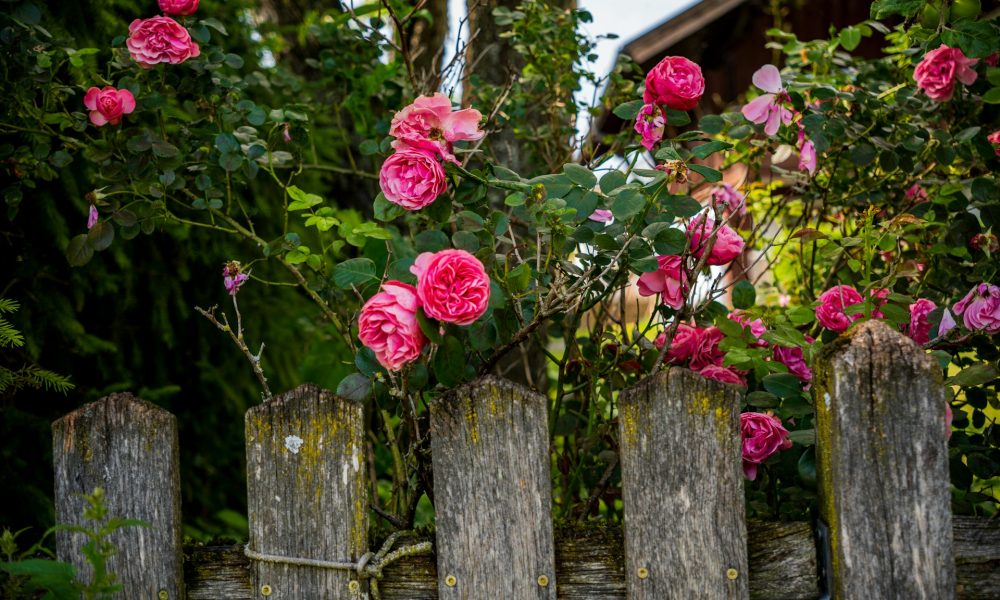 Розы за забором