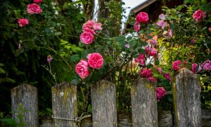 Розы за забором