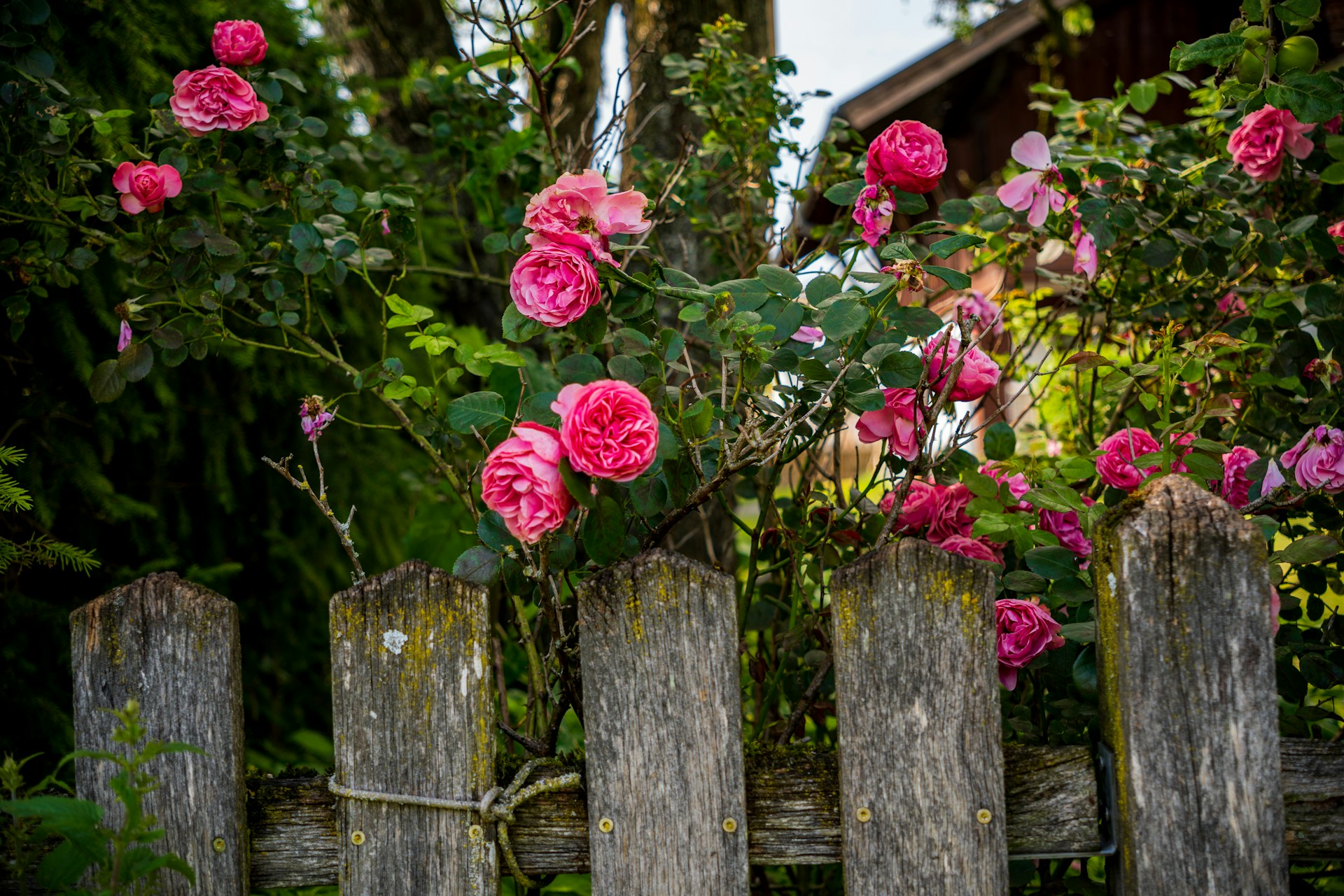 Розы за забором
