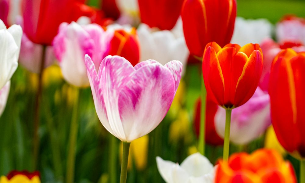 Цветы тюльпаны