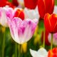 Цветы тюльпаны