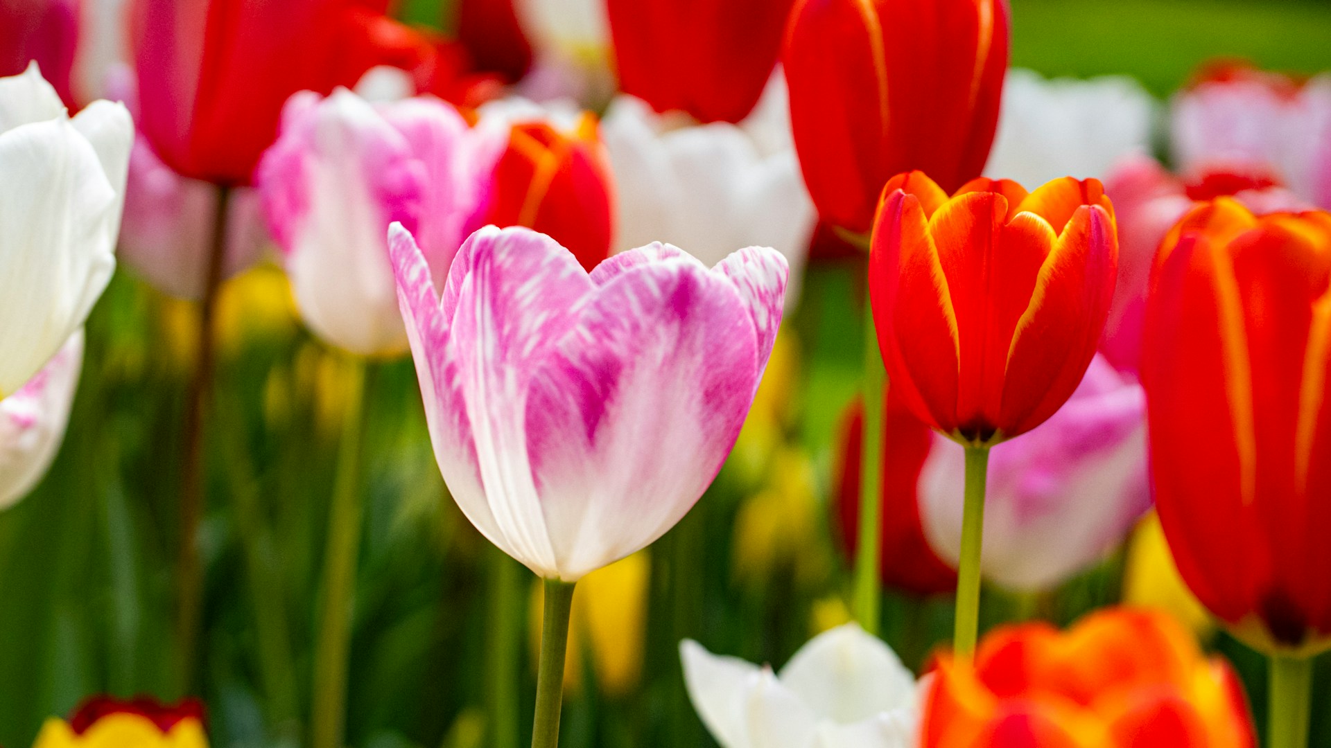 Цветы тюльпаны