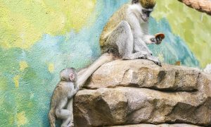 Мартышки в Екатеринбургском зоопарке