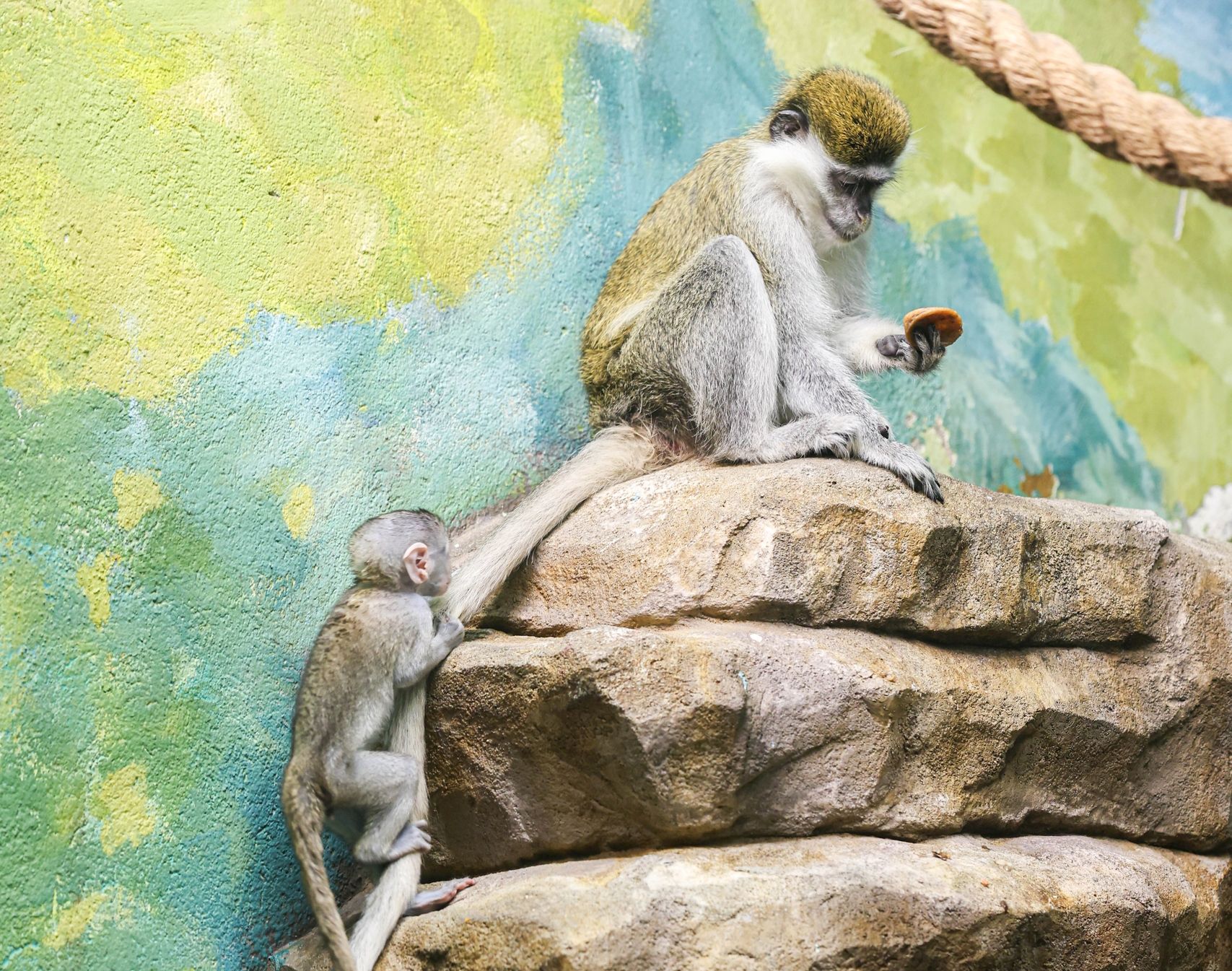 Мартышки в Екатеринбургском зоопарке