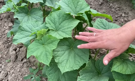 Рассада огурцов