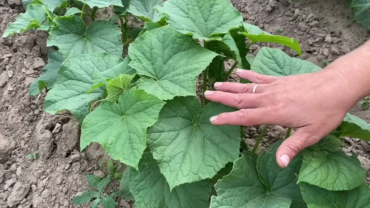 Рассада огурцов