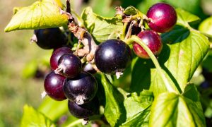 Урожай смородины