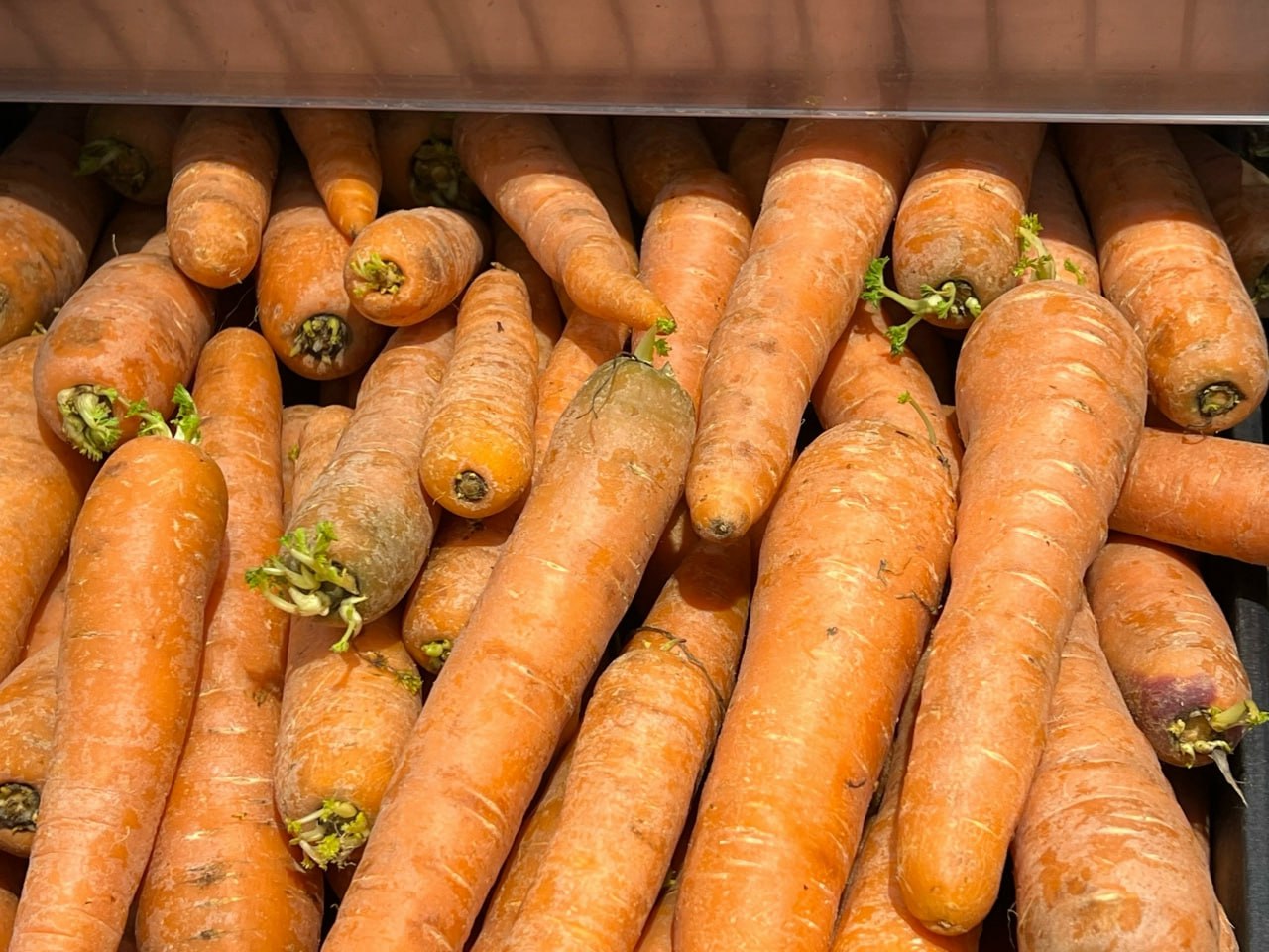 Морковь урожай