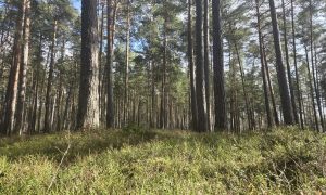 Весна в лесу