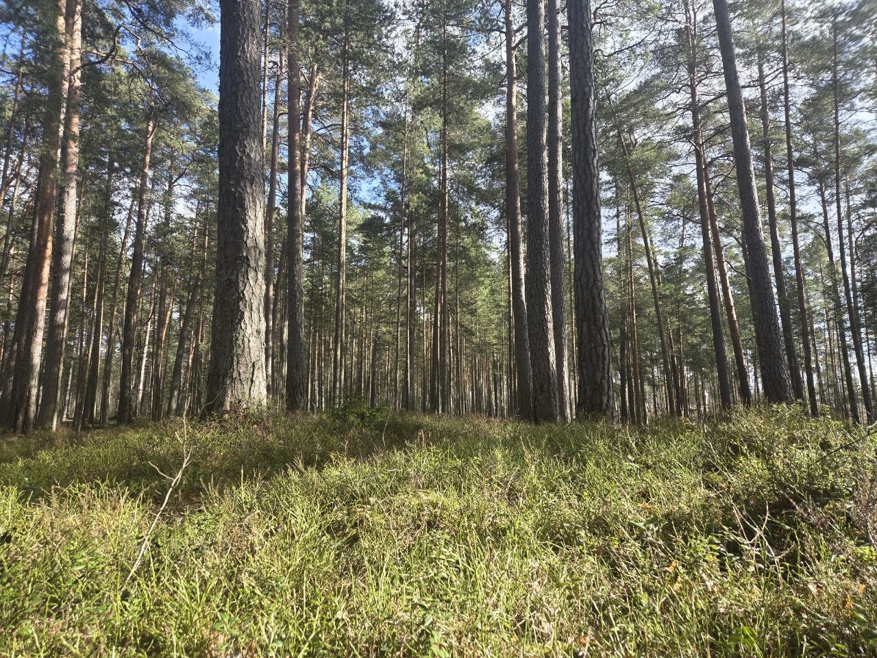 Весна в лесу