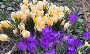 Цветы весенние