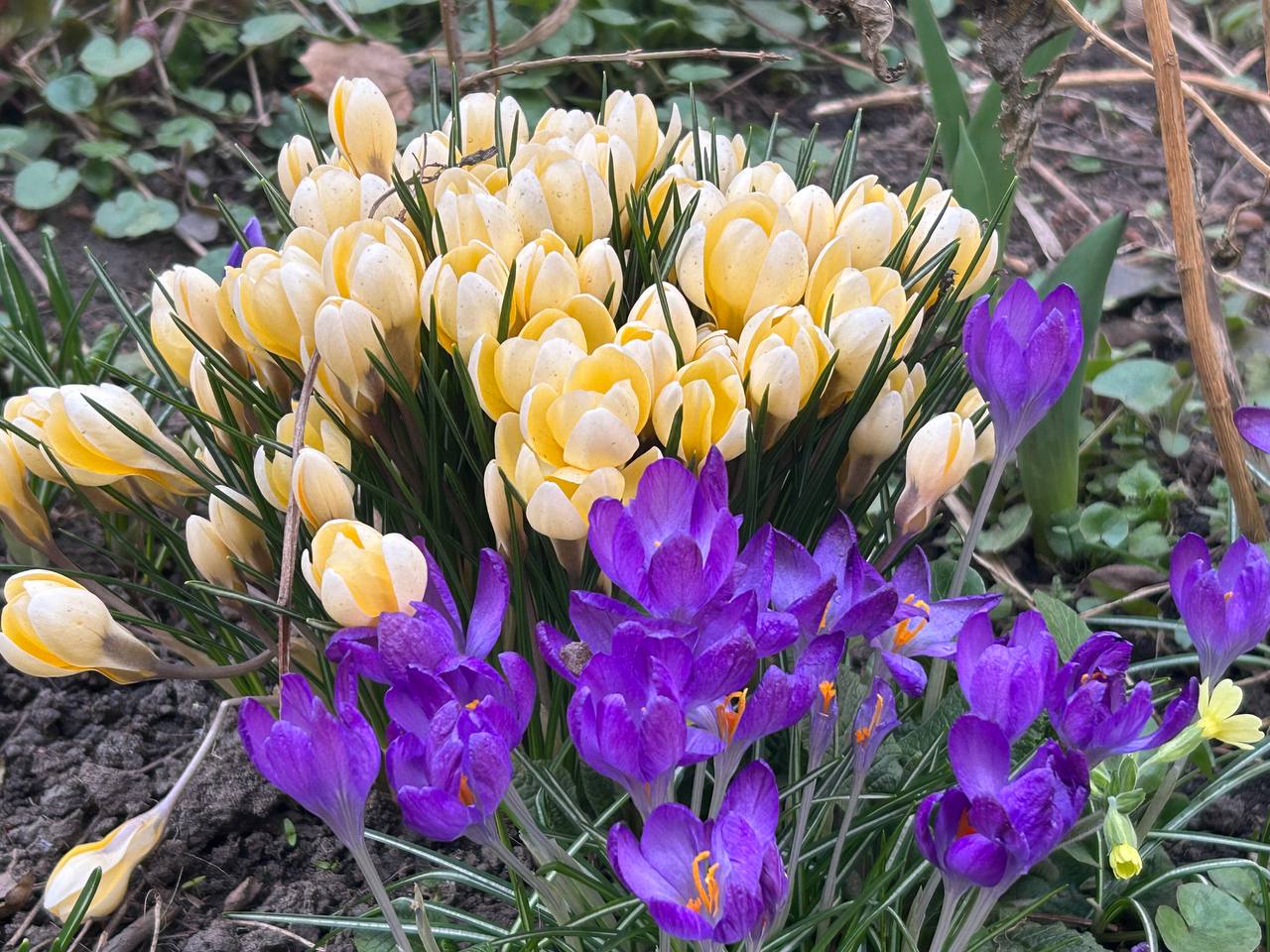 Цветы весенние