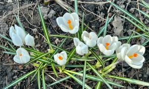 Цветы зацвели весной