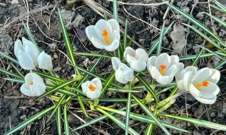 Цветы зацвели весной