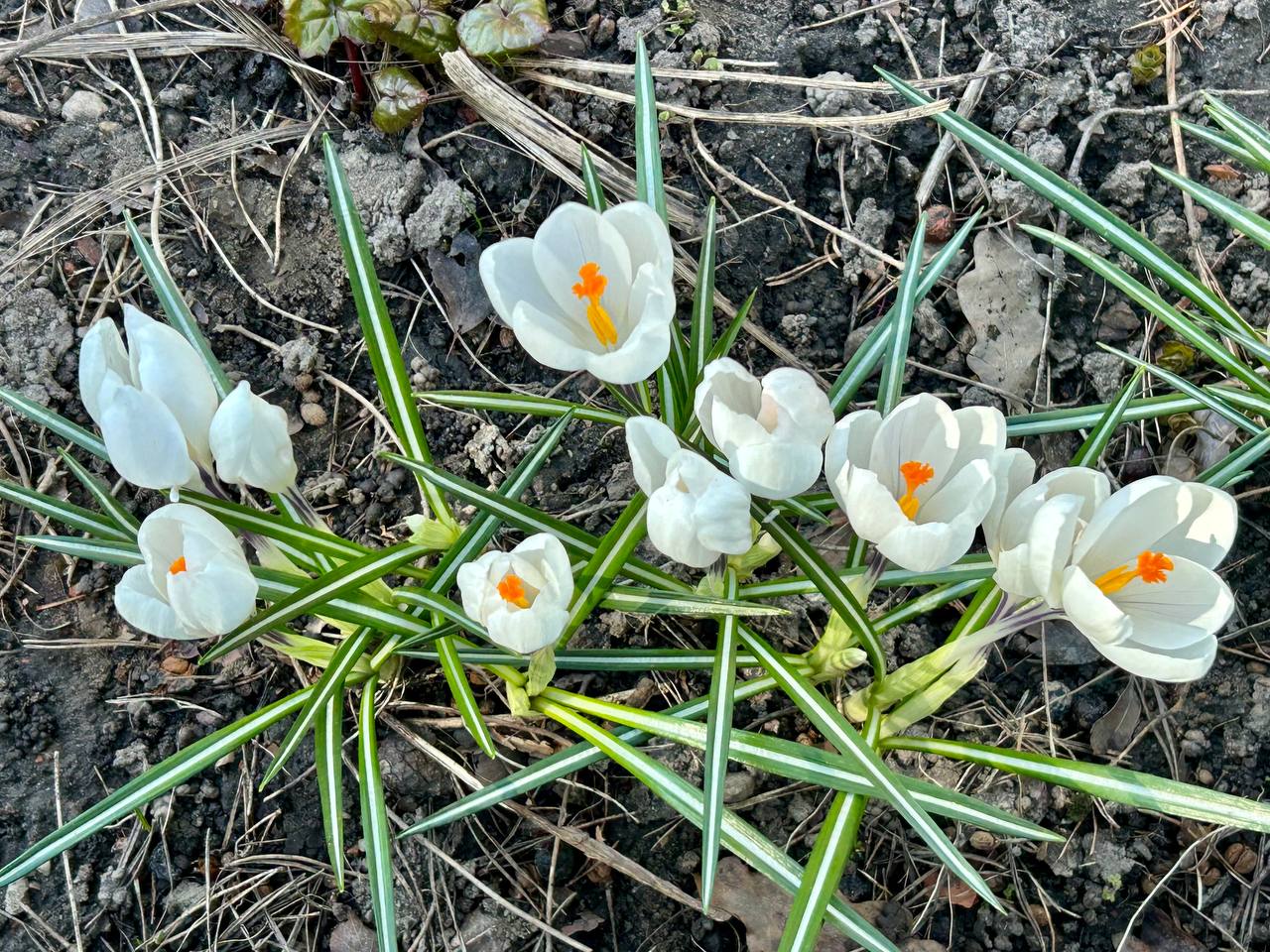 Цветы зацвели весной