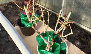 Рассада в горшках