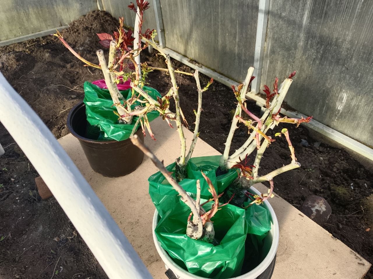 Рассада в горшках