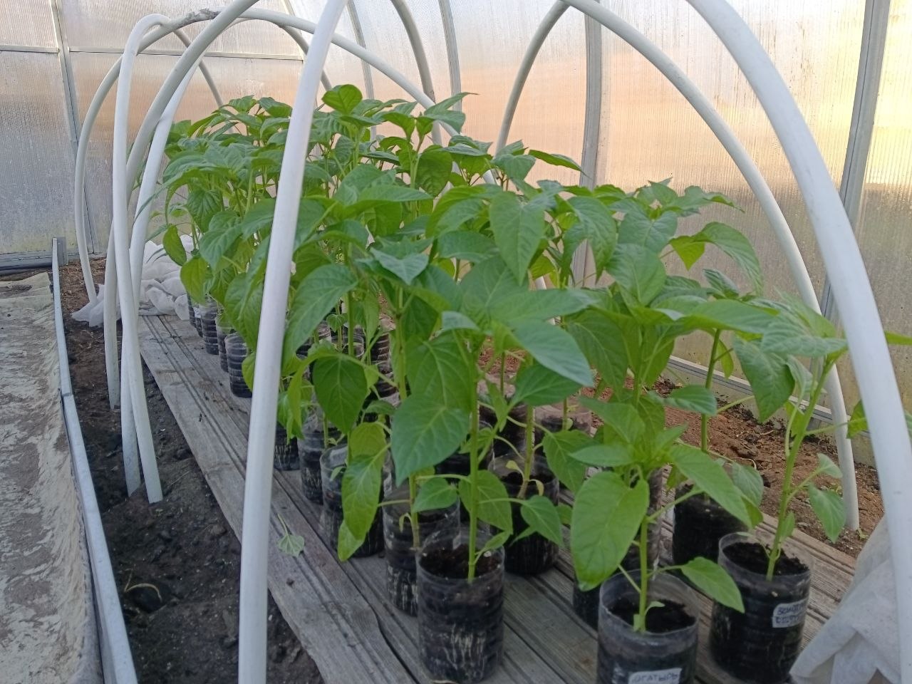 Рассада в теплице