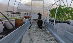 Рассада в теплице