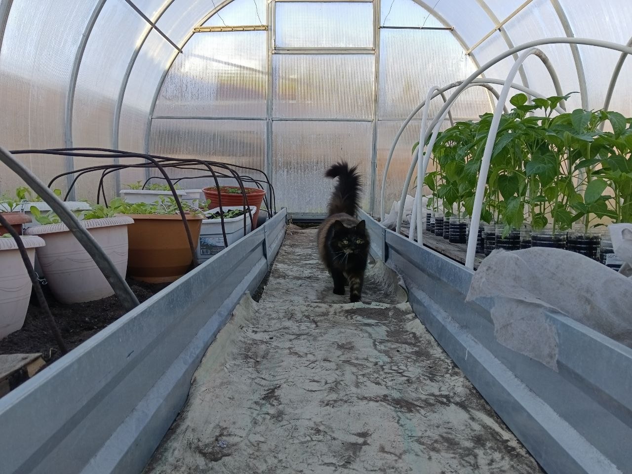 Рассада в теплице