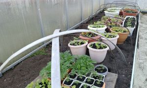 Горшки садовые