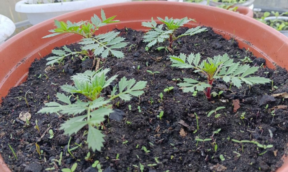 Рассада моркови