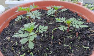 Рассада моркови