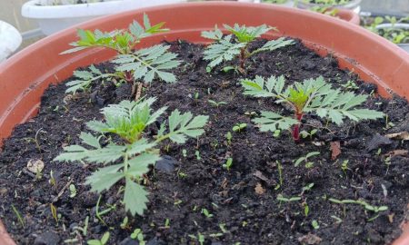 Рассада моркови