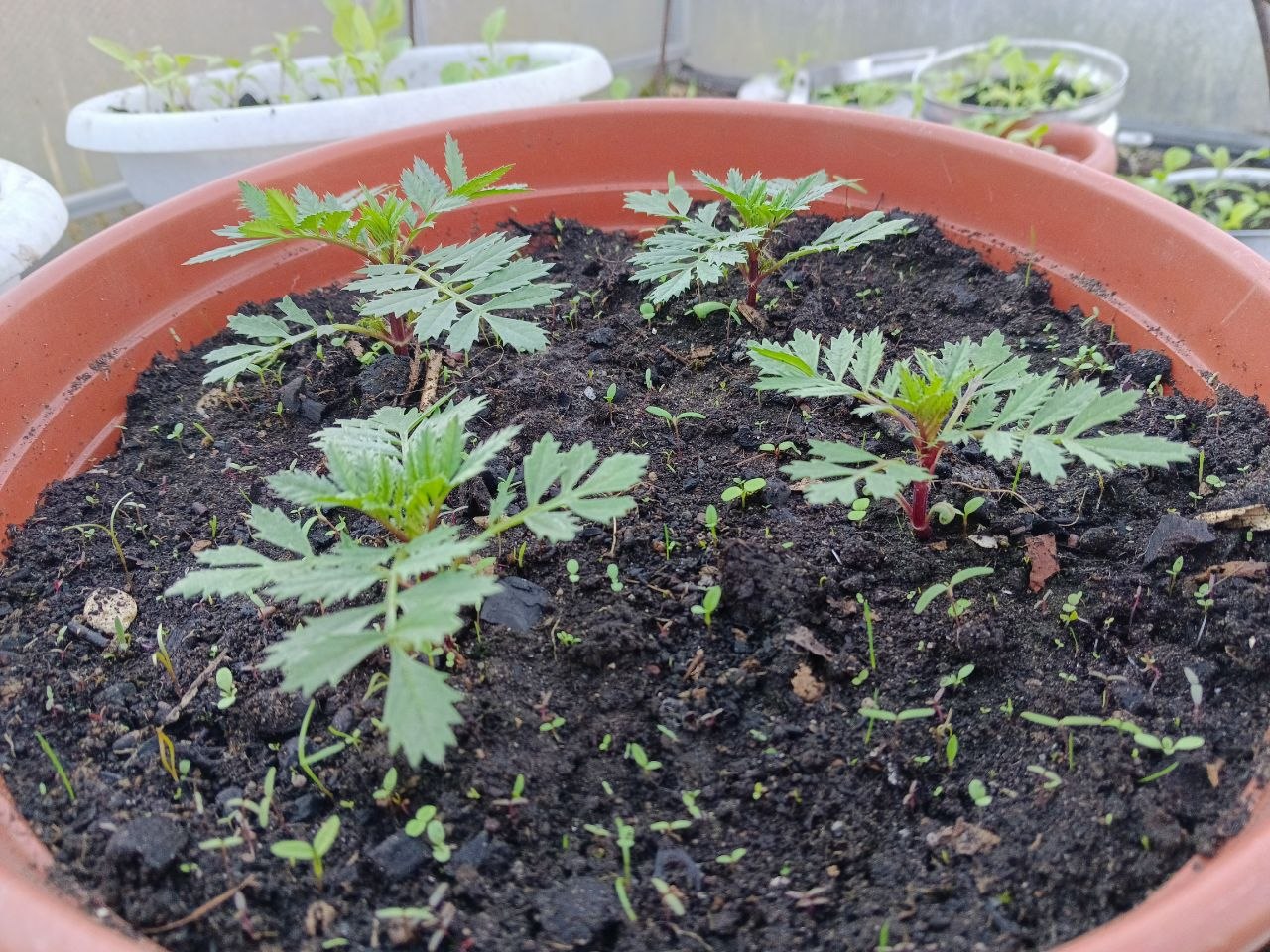 Рассада моркови