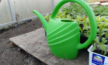 Подкормка в саду